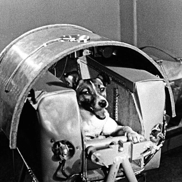 1957년 11월 3일 구소련의 스푸트니크 2호를 타고 우주로 날아간 떠돌이 개 '라이카'. 처음 우주로 나간 포유동물이다. [위키미디어]