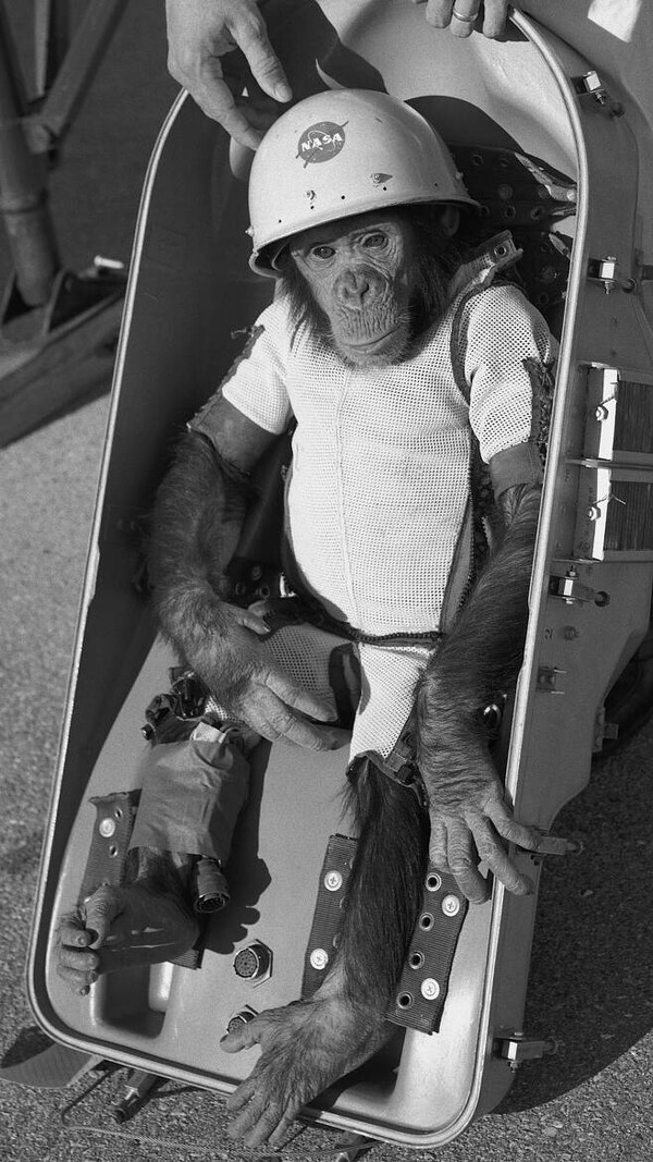 1961년 1월 우주를 다녀온 침팬지 '햄'. 발사 직전 훈련을 받던 모습이다. 햄은 1963년 NASA에서 은퇴하고 20년 동안 동물원에서 여생을 보냈다. [NASA]