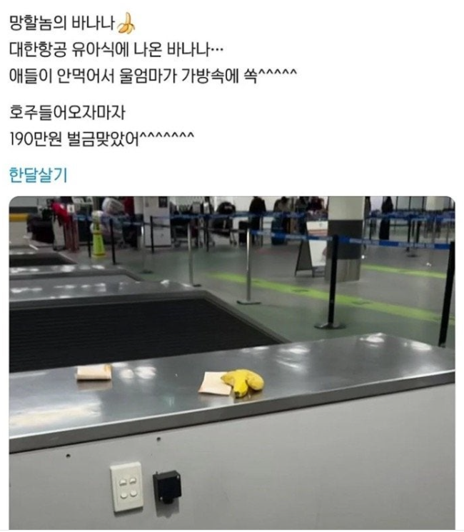 대한항공 기내식으로 나온 바나나를 먹지않고, 호주에 입국한 여행객이 무려 190만원의 벌금을 부과받아 화제다. / 인터넷커뮤니티