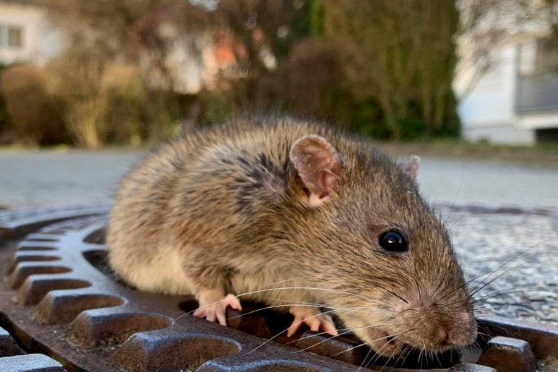 미국의 해충 방역 전문 정보사이트 Private Exterminator가 '세계에서 쥐가 가장 많은 도시 25곳(25 Most Rat-Infested Cities)'을 발표했다. / Private Exterminator