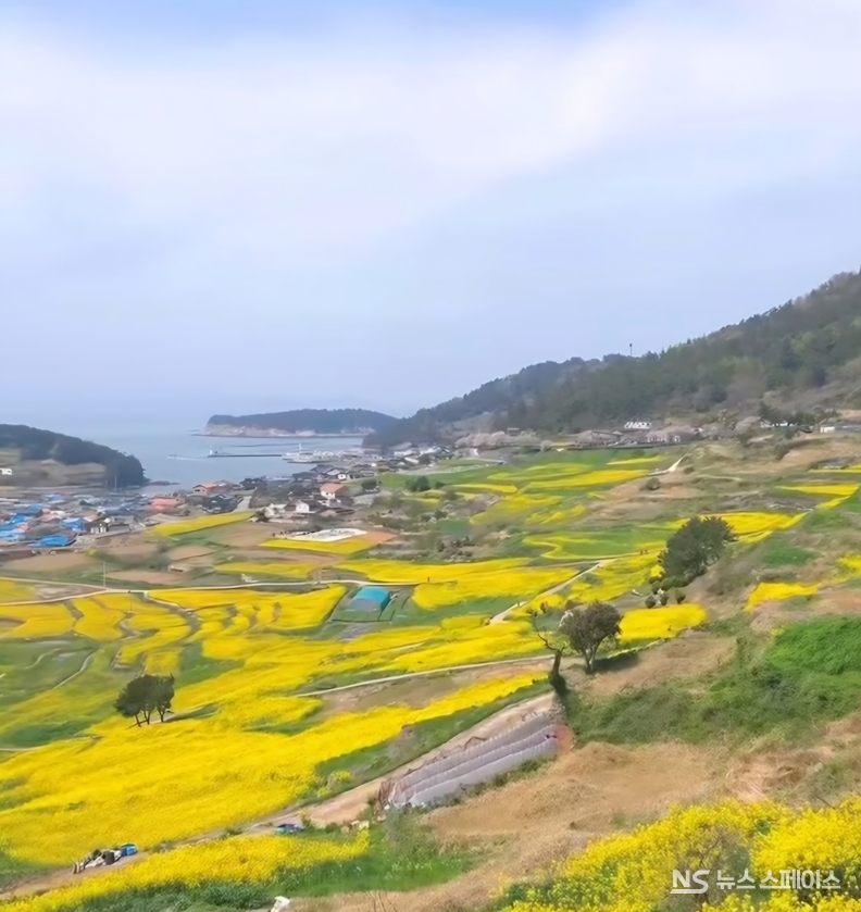 청산도는 2007년 아시아 최초 슬로시티로 지정됐으며, 영화 '서편제'와 드라마 '봄의 왈츠'가 촬영된 곳으로 푸른 바다, 푸른 산, 구들장논, 돌담길 등 느림의 풍경이 가득한 곳이다. 특히 청보리밭 핫플로 유명하다. / 뉴스스페이스DB 