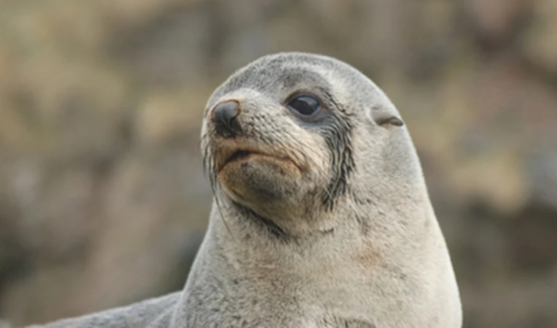 British Antarctic Survey보고서에 따르면, 웨델 바다표범(Weddell seal)과 남극 물범(Antarctic fur seal) 개체수를 조사한 결과 50년새 웨델 바다표범은 54%, 남극 물범은 47% 감소한 것으로 조사됐다. / British Antarctic Survey