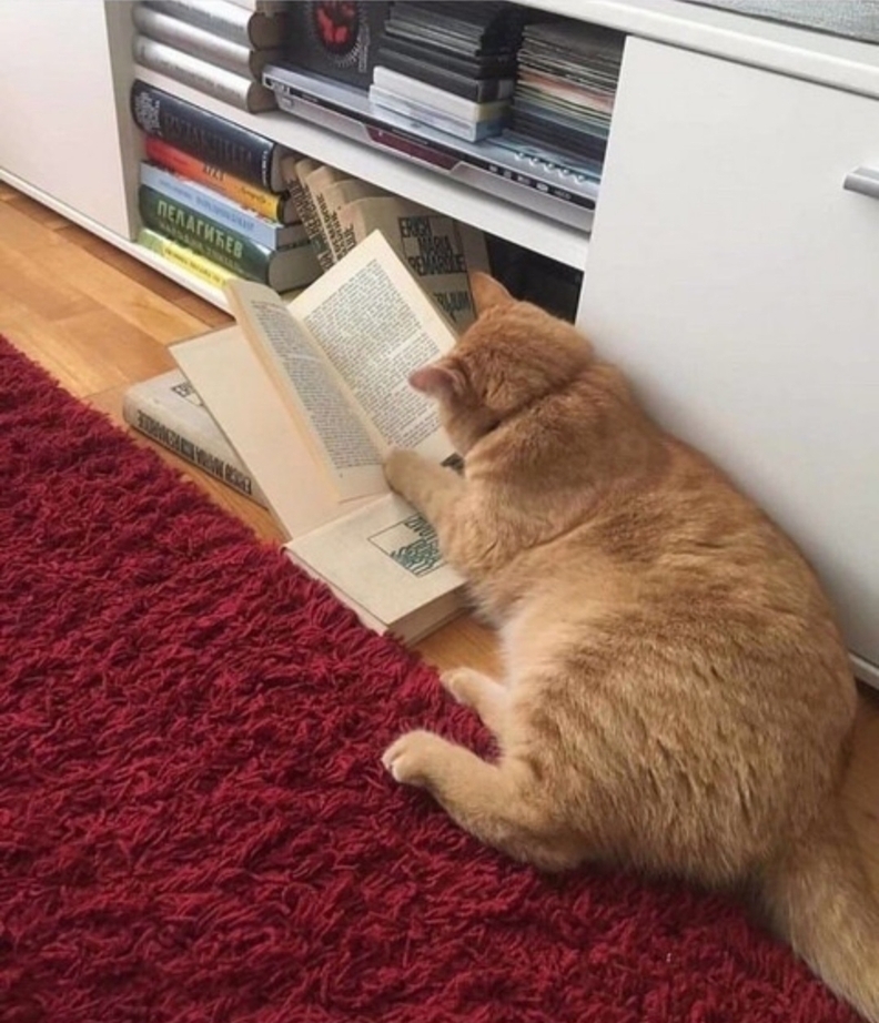 책과 함께하는 고양이의 모습은 지식과 휴식, 그리고 따뜻한 위로를 동시에 전해준다. 우리가 책을 읽을 때마다 곁에서 조용히 함께하는 고양이는 때로는 페이지를 넘겨야 할 때를 알려주고, 때로는 그저 존재만으로도 우리의 마음을 편안하게 만들어준다. / SNS