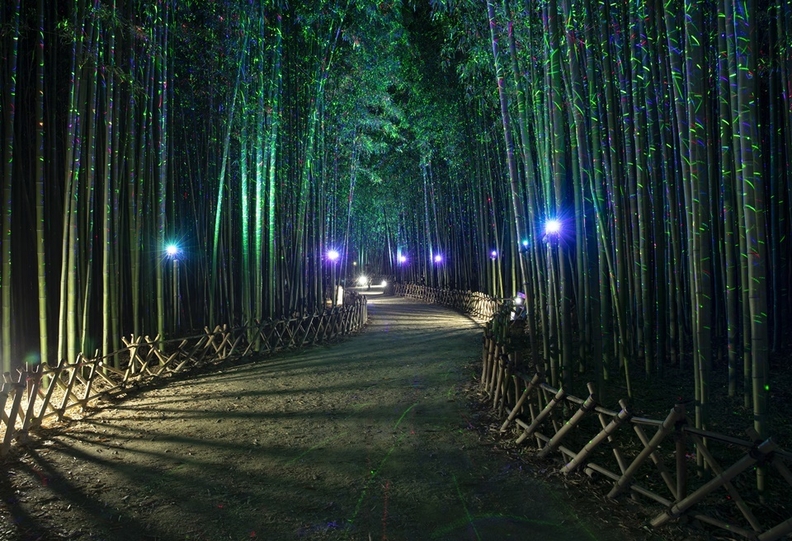 울산 태화강 십리대숲 은하수길