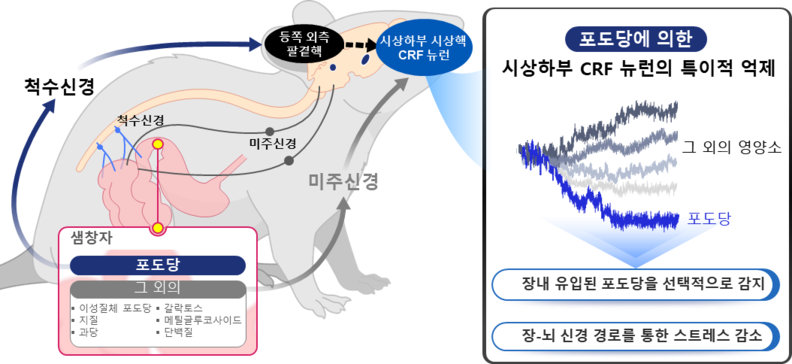 생명과학과 서성배 교수 연구팀이 바이오및뇌공학과 박영균 교수팀, 생명과학과 이승희 교수팀, 뉴욕 알버트 아인슈타인 의과대학과의 협력을 통해, 배고픔 상태에서 포도당이 결핍된 동물이 장내의 포도당을 선택적으로 인식하고 선호하도록 유도하는 장-뇌 회로의 존재를 규명했다. / 카이스트