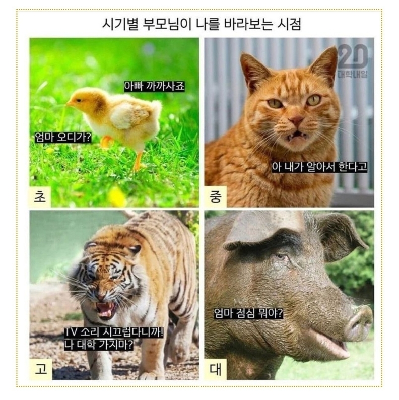 초등, 중등, 고등, 대학교 나이대별로 부모님이 자녀를 바라보는 시점 / SNS 