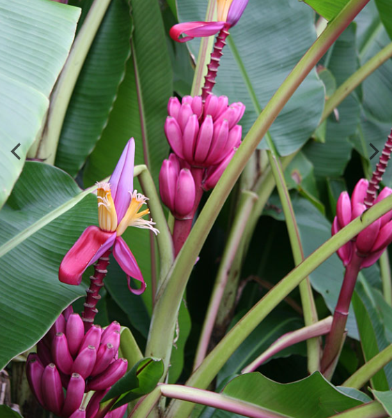 Royal Purple Banana Tree (musa ornata) /urbanperennials.com