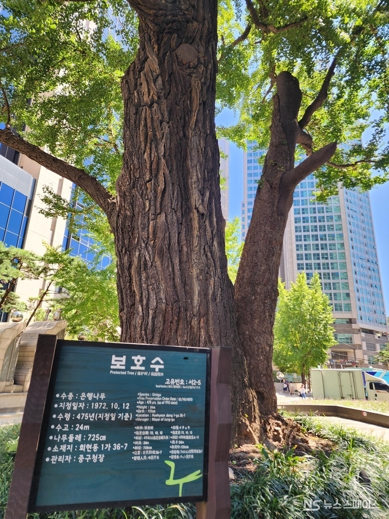 서울시 중구 회현동 우리은행 본점 뒤편 은행나무 보호수 / 뉴스스페이스DB