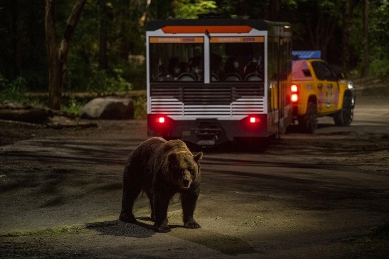 에버랜드 나이트 사파리 트램 / 삼성물산 리조트 