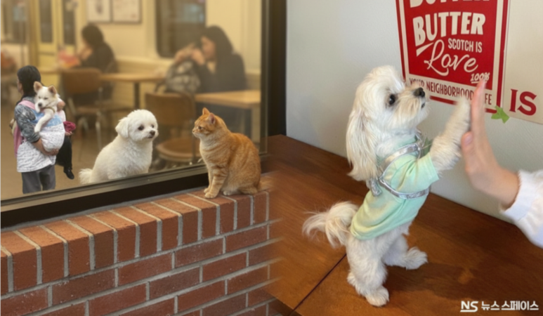 [지구칼럼] 기분이 좋은 사람, 개를 슬프게 본다 "인간-개 감정 역전 효과"…행복할수록 개가 슬퍼 보이는 '미스터리'