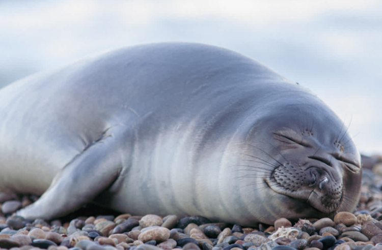 [지구칼럼] "4초짜리 1만번 쪽잠으로 하루 11시간 수면” 턱끈펭귄 미세수면의 비밀…"코끼리물범·군함조, 극한환경 속 생존을 위한 진화"