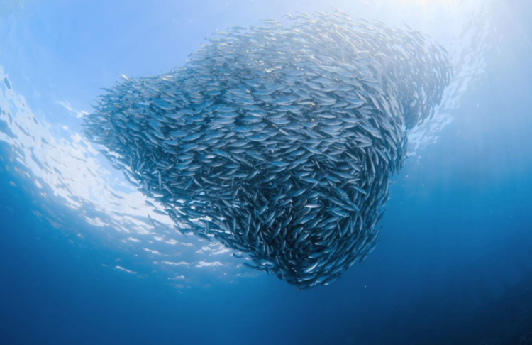 [지구칼럼] "물고기가 점점 작아지고 있다"…진화가 키우는 어획량 22 붕괴에 식량공급까지 '위협'