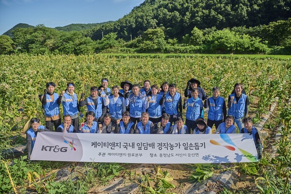KT&G가 잎담배 농가를 돕기 위해 지난 4일 충남 서산시 운산면에서 잎담배 수확 봉사활동을 진행했다. [KT&G]